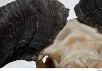 Skull Mouflon Ovis orientalis head horns skull 0038.jpg